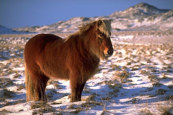 4085248_icelandichorse (700x466, 70Kb)