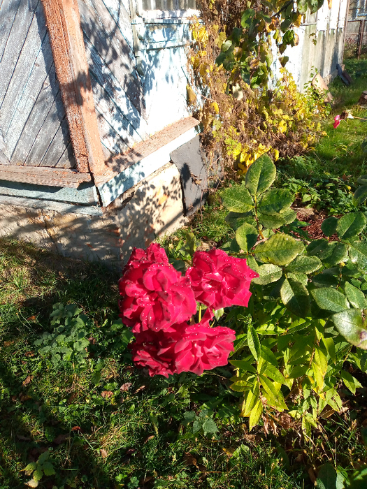 IMG_20201017_093156_075 (525x700, 669Kb)