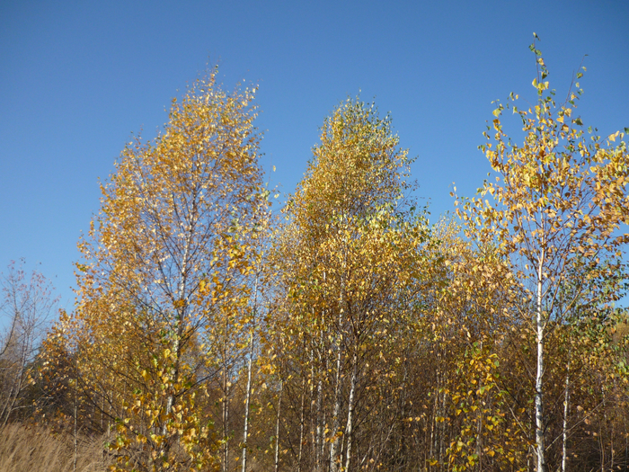 P1280504 (700x525, 656Kb)