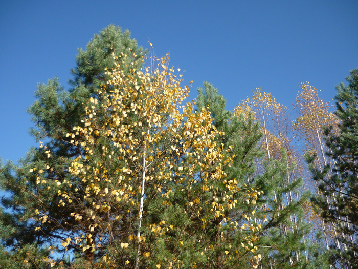 P1280542 (700x525, 637Kb)