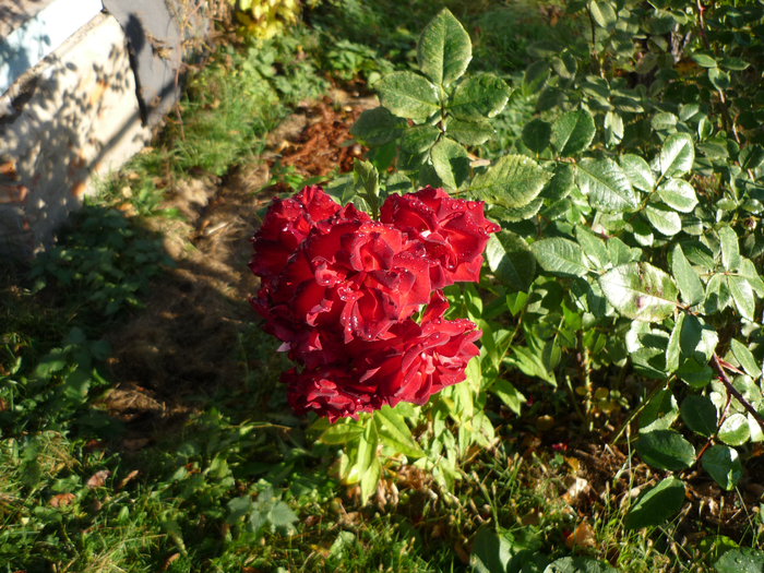 P1280575 (700x525, 615Kb)