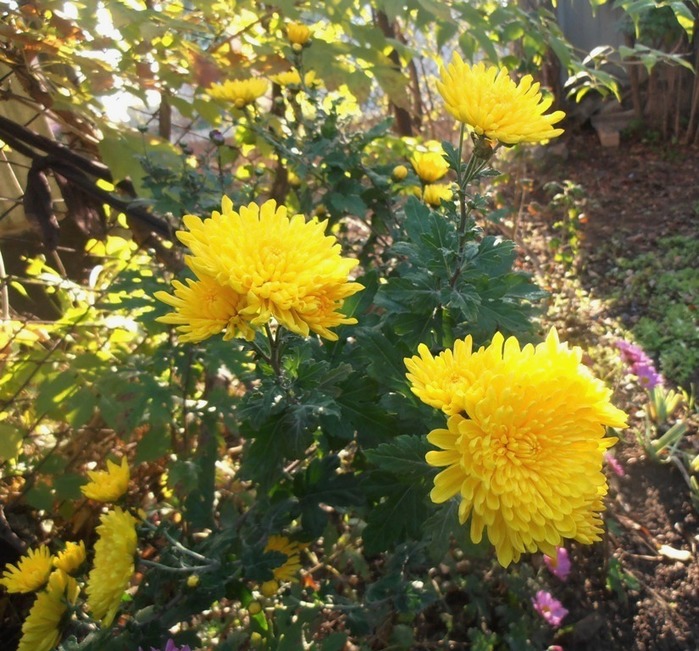 6389835_PB080057 (700x651, 164Kb)