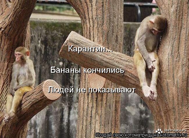 4743317_kotomatritsa_7 (650x478, 82Kb)