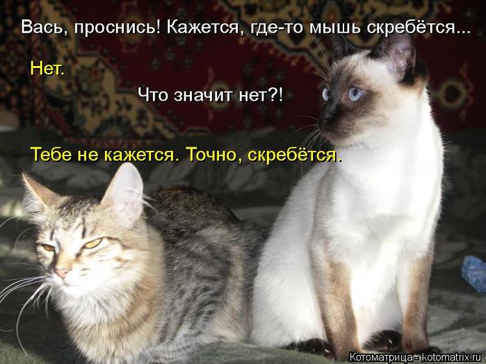 4743317_kotomatritsa_l (700x524, 56Kb)
