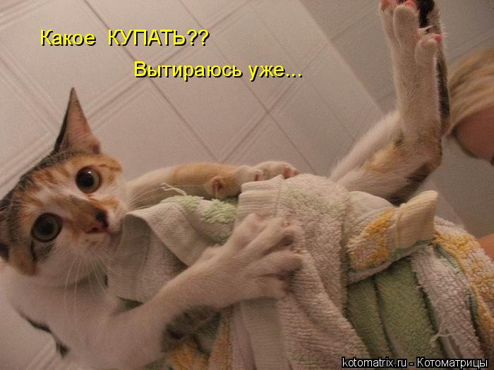 4743317_kotomatritsa_X (700x525, 51Kb)