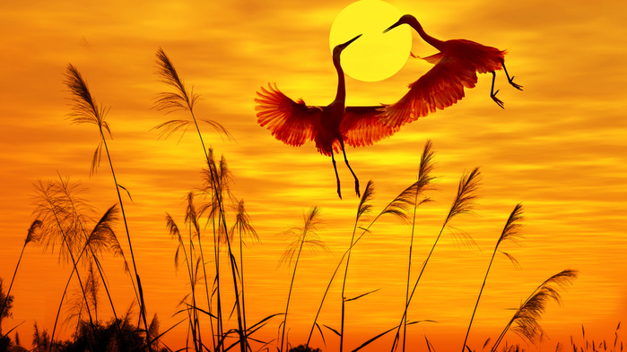 birds-sunlight-sunset-sky (700x393, 342Kb)