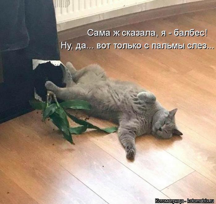 4743317_kotomatritsa_J (700x660, 55Kb)