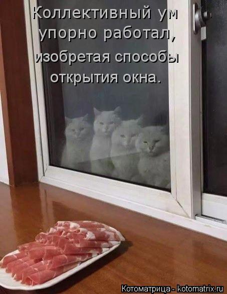4743317_kotomatritsa_qb (453x586, 39Kb)
