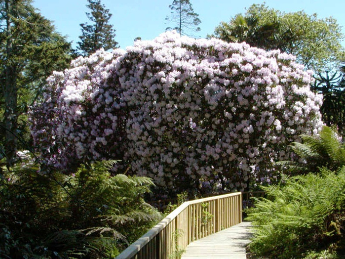 the-lost-gardens-of-heligan-019 (700x524, 499Kb)