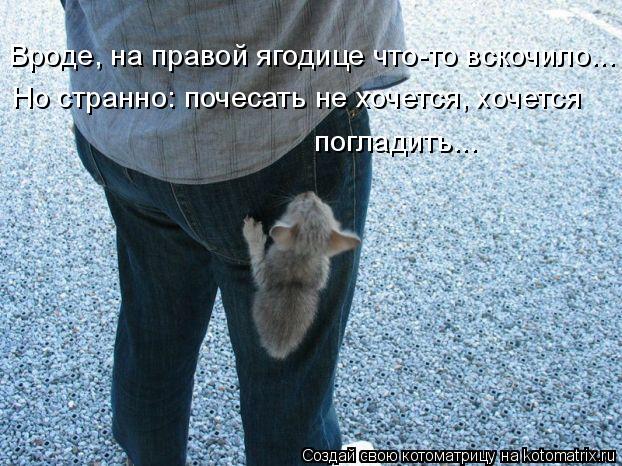 4743317_kotomatritsa_6m (622x466, 80Kb)