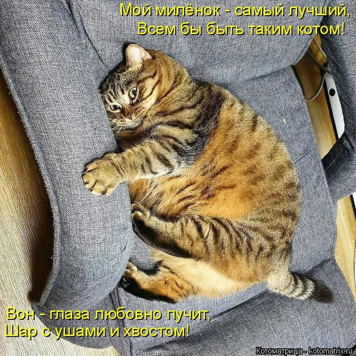 4743317_kotomatritsa_DF (700x700, 169Kb)