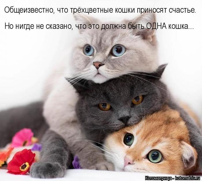 4743317_kotomatritsa_vG (700x627, 60Kb)