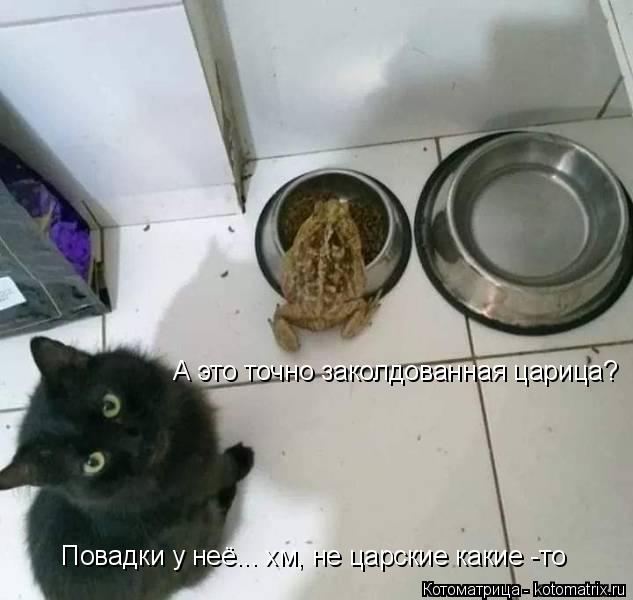 4743317_kotomatritsa_x (633x600, 40Kb)