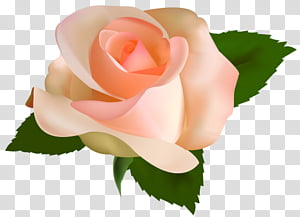 ?rosas-png-clipart-thumbnail (300x217, 13Kb)