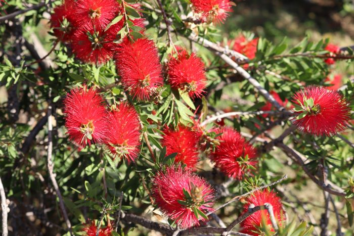 IMG_2113 (700x467, 369Kb)