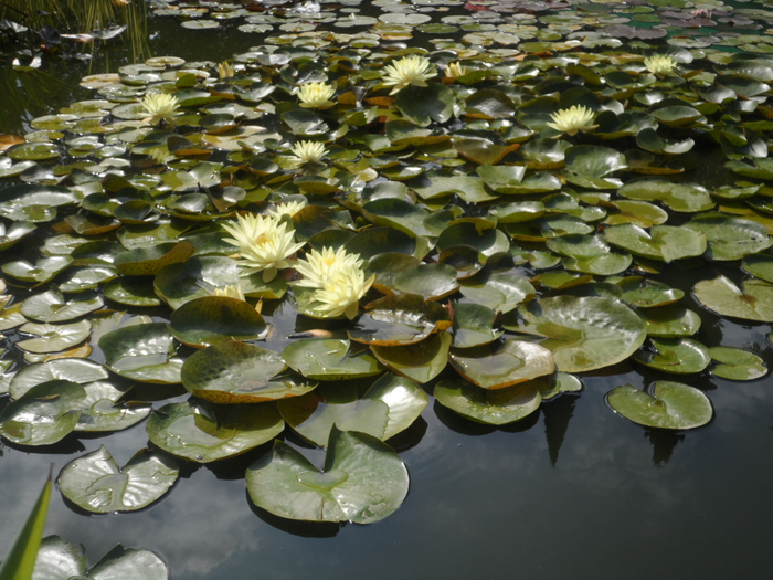 SAM_3826 (700x525, 454Kb)