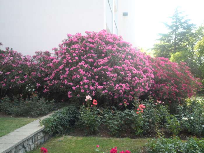 SAM_3821 (700x525, 444Kb)