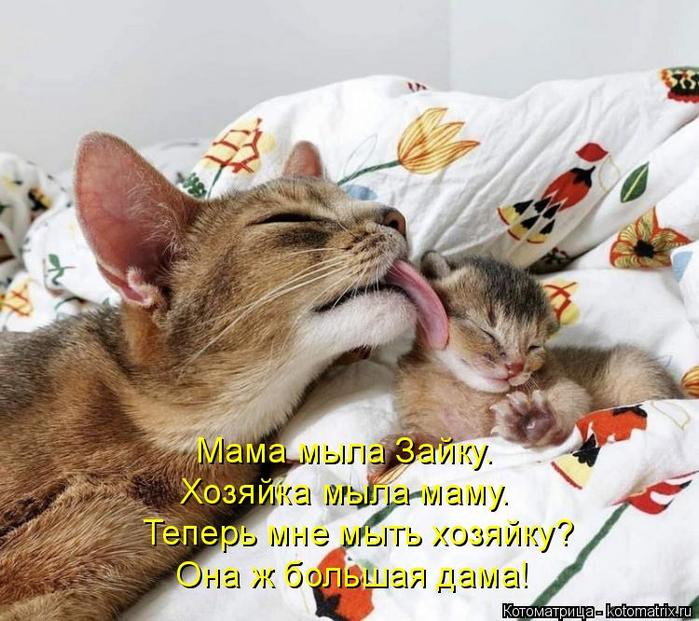 4743317_kotomatritsa_H (700x621, 78Kb)