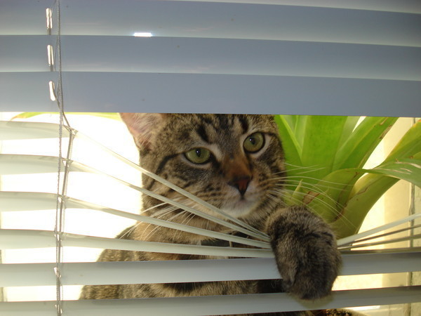 _avatarbig�������, �� (600x450, 57Kb)