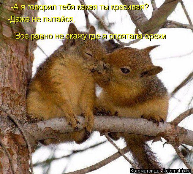 4743317_kotomatritsa_3 (650x586, 93Kb)