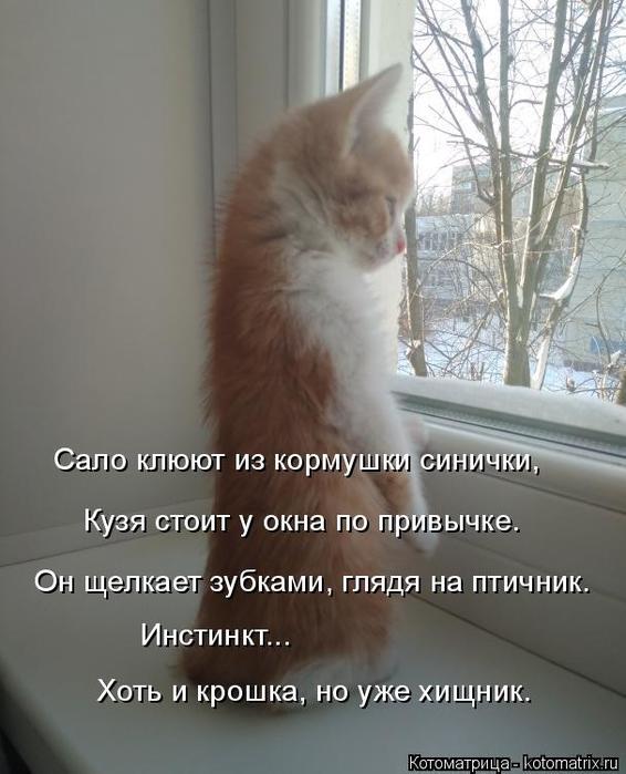 4743317_kotomatritsa_p (566x700, 51Kb)