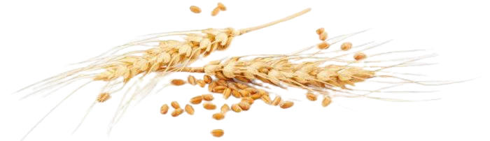 depositphotos_123167562-stock-photo-ears-of-wheat-isolated-on-removebg-preview (700x202, 131Kb)