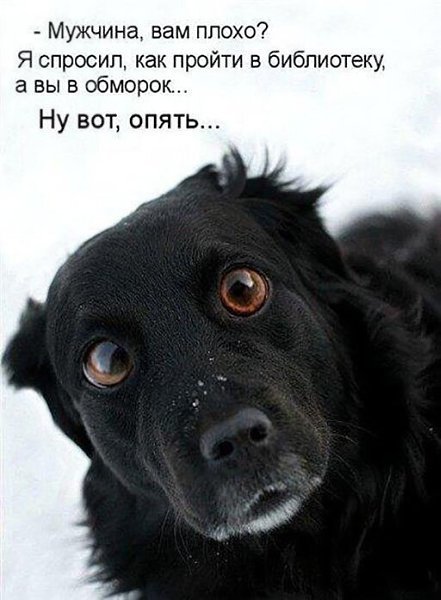 4743317_i1605 (441x600, 47Kb)