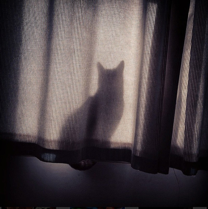 1370800807_1370548059_hidingcats28 (695x700, 474Kb)