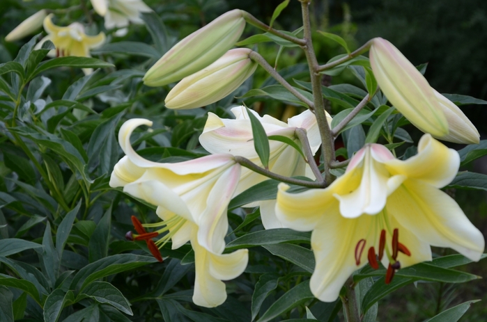 4059776_DSC_1513 (700x463, 222Kb)