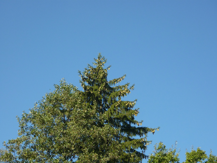 P1280307 (700x525, 392Kb)