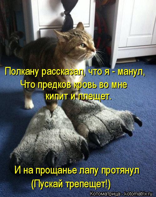 4743317_kotomatritsa_W (498x630, 73Kb)