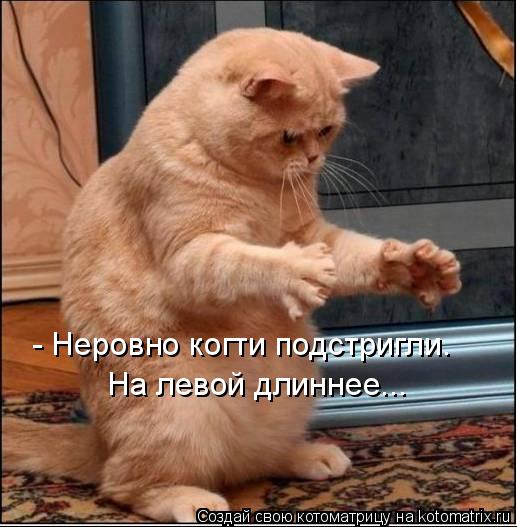 4743317_kotomatritsa_C (517x527, 47Kb)