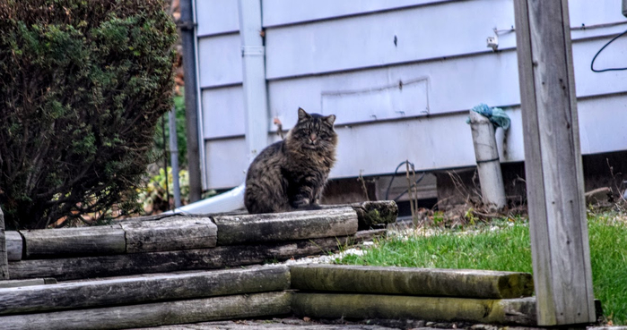 ko2 (700x369, 285Kb)