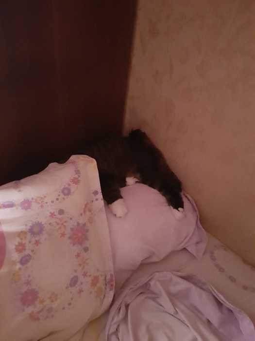 IMG-20201213-WA0001 (525x700, 12Kb)