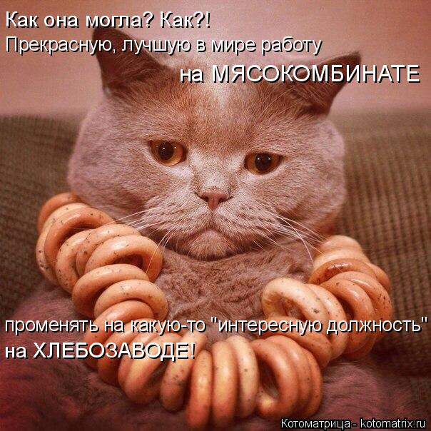 4743317_kotomatritsa_C (604x604, 79Kb)