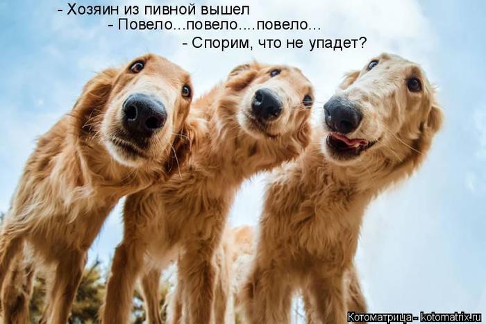 4743317_kotomatritsa_o (700x467, 48Kb)