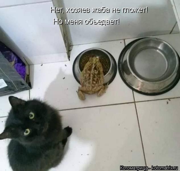 4743317_kotomatritsa_ZS (633x600, 38Kb)