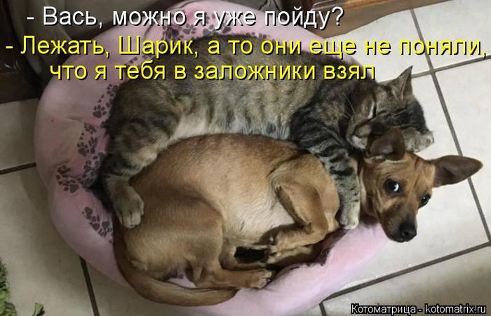 4743317_kotomatritsa_rl (700x451, 54Kb)