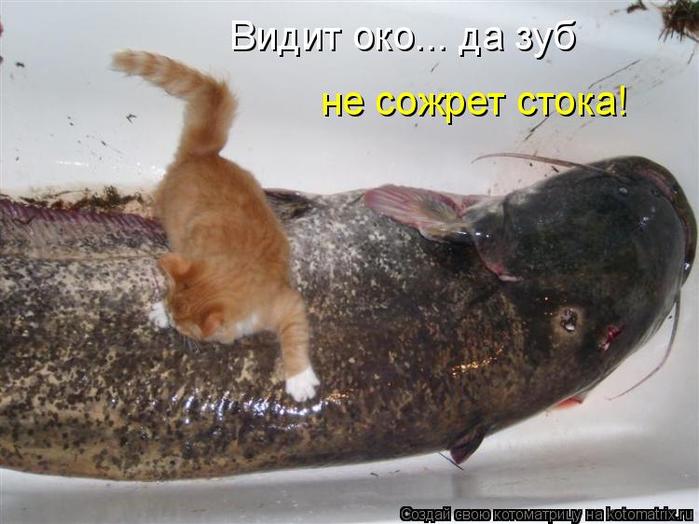 4743317_kotomatritsa_k (700x524, 53Kb)