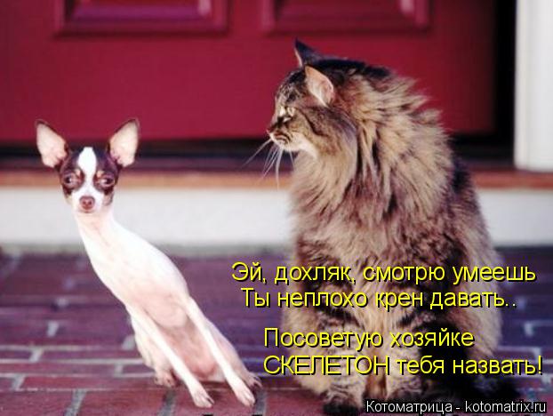 4743317_kotomatritsa_13 (622x468, 46Kb)