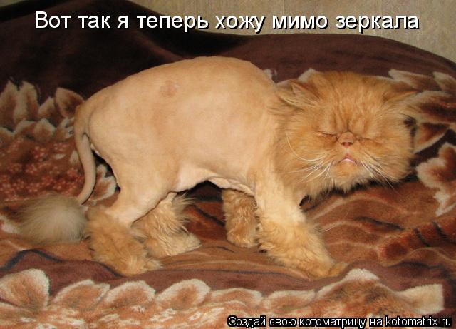 4743317_kotomatritsa_3 (640x461, 48Kb)