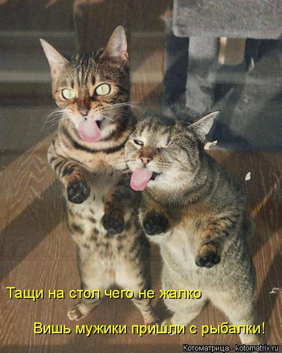 4743317_kotomatritsa_f (560x700, 69Kb)
