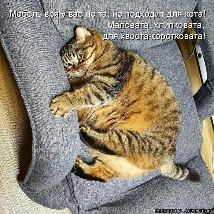 4743317_kotomatritsa_o (700x700, 166Kb)
