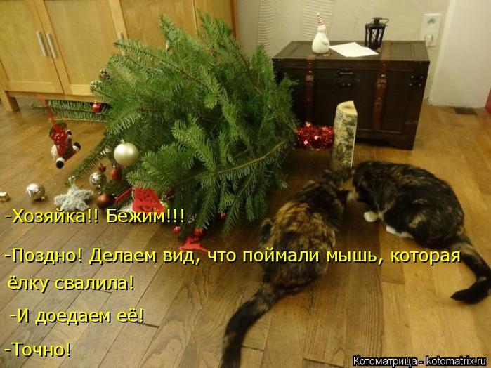 4743317_kotomatritsa_z (700x524, 64Kb)