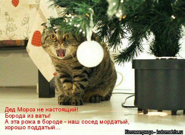 4743317_kotomatritsa_g1 (650x476, 64Kb)