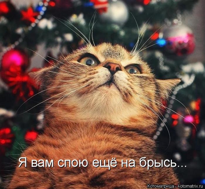 4743317_kotomatritsa_t (700x644, 85Kb)