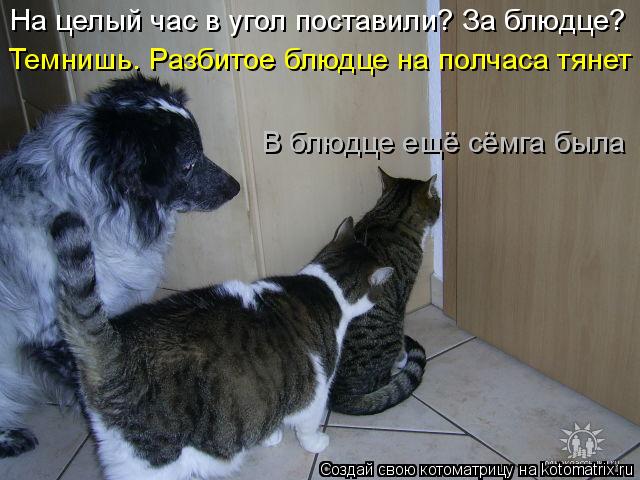 4743317_kotomatritsa_0 (640x480, 55Kb)