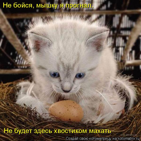 4743317_kotomatritsa_4 (600x600, 65Kb)