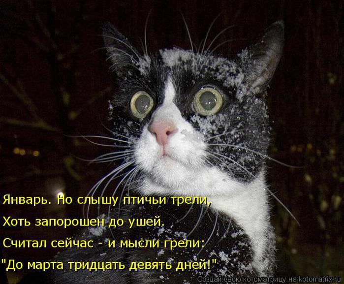 4743317_kotomatritsa_6 (700x577, 70Kb)