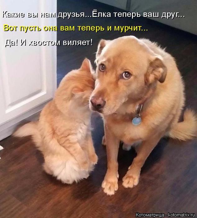 4743317_kotomatritsa_x (633x700, 55Kb)